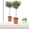 Olea Op Stam – Ø26cm – ↕120cm