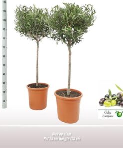 Olea Op Stam – Ø26cm – ↕120cm