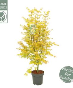 Acer Palm. ‚Orange Dream‘ – Ø34cm – ↕145cm