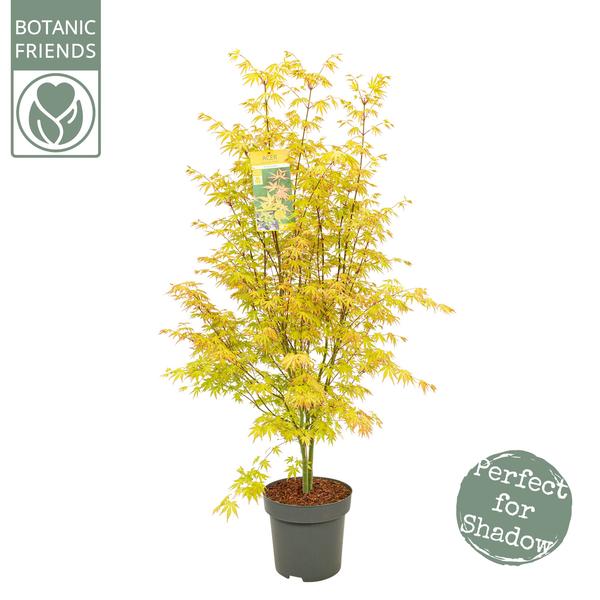 Acer Palm. ‚Orange Dream‘ – Ø34cm – ↕145cm