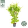 Acer Palm. ‚Going Green’® – Ø34cm – ↕130cm