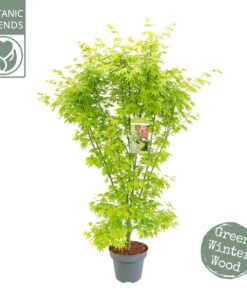 Acer Palm. ‚Going Green’® – Ø34cm – ↕130cm