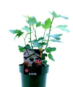 Ficus Carica Bornholm – Ø19cm – ↕50cm