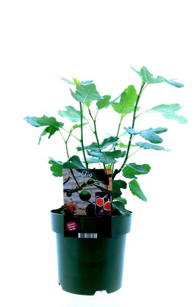 Ficus Carica Bornholm – Ø19cm – ↕50cm