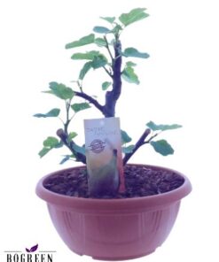 Taste Of Nature Ficus (plastic) (25020) – Ø25cm – ↕30cm