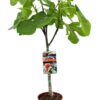 Ficus Carica – Ø17cm – ↕80cm