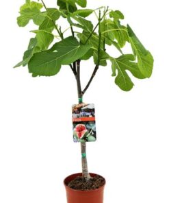 Ficus Carica – Ø17cm – ↕80cm