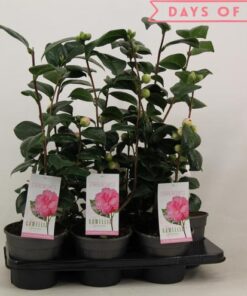 Camellia Japonica ‚Bonomiana‘ 15 Cm – 1 Stück – Ø15cm – ↕50cm