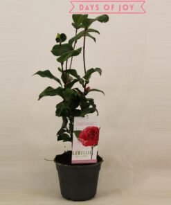 Camellia Japonica ‚Lady Campbell‘ 15 Cm – Ø15cm – ↕45cm