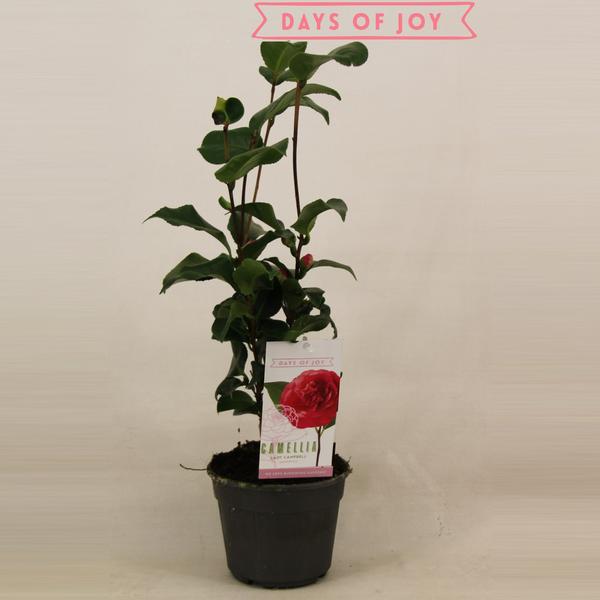 Camellia Japonica ‚Lady Campbell‘ 15 Cm – Ø15cm – ↕45cm