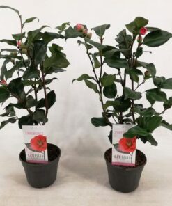 Camellia Japonica ‚Dr. King‘ 15 Cm – 1 Stück – Ø15cm – ↕50cm