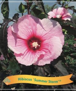 Hibiscus ‚Summer Storm‘ C5 – Ø25cm – ↕35cm