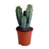 Myrtillocactus-Geometrisierung 17 cm – zonder pot