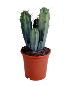 Myrtillocactus-Geometrisierung 17 cm – zonder pot