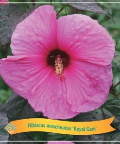 Hibiscus ‚Royal Gem‘ C5 – Ø25cm – ↕35cm