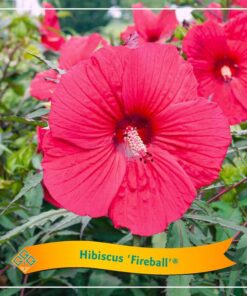 Hibiscus ‚Fireball‘ C5 – Ø25cm – ↕35cm