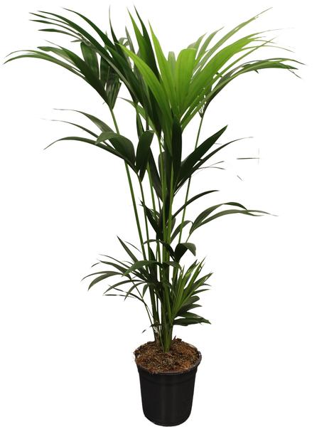 Howea Forsteriana (Kentia) 5 Pit 120-140cm – Ø21cm – ↕120cm