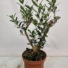 Olea Europaea Thick Trunk – Ø15cm – ↕40cm