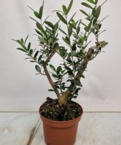 Olea Europaea Thick Trunk – Ø15cm – ↕40cm