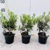 Olea Europaea Medi-stem – 1 Stück – Ø15,5cm – ↕40cm