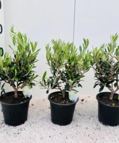 Olea Europaea Medi-stem – 1 Stück – Ø15,5cm – ↕40cm