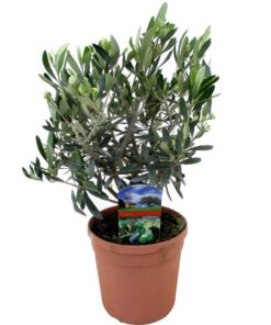 Olea Europaea – Ø17cm – ↕50cm