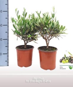 Olea Struik – 1 stücke – Ø15cm – ↕35cm