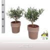 Olea Struik 16cm NL RMTC013 – 1 Stück – Ø16cm – ↕35cm