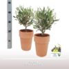 Olea Struik 16cm TC RMTC001 – 1 stücke – Ø16cm – ↕35cm