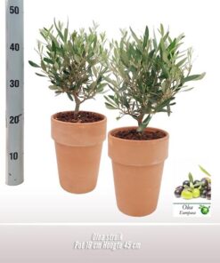 Olea Struik 16cm TC RMTC001 – 1 stücke – Ø16cm – ↕35cm