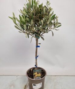 Olea Europea Stem – 1107 – Ø15cm – ↕60cm