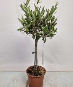 Olea Europaea Stem – Ø15cm – ↕55cm