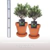 Olea Struik TC Pot + Schotel – stücke – Ø12cm – ↕35cm