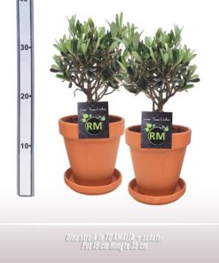 Olea Struik TC Pot + Schotel – stücke – Ø12cm – ↕35cm