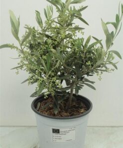 Olea Europaea Bush – Ø17cm – ↕40cm