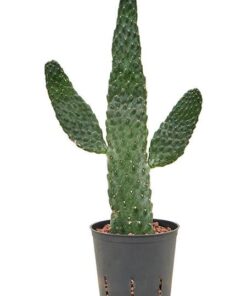 Opuntia Consolea (HYDRO) – Ø13cm – ↕55cm