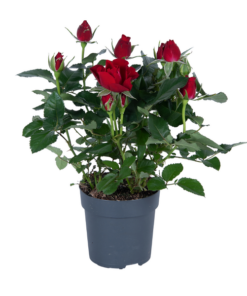 Rosa rood – Ø17cm – ↕45cm