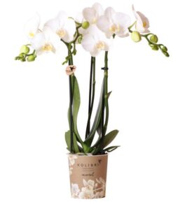 Kolibri Orchids | weiße Phalaenopsis-Orchidee – Amabilis – Topfgröße Ø9cm | blühende Zimmerpflanze – frisch vom Züchter