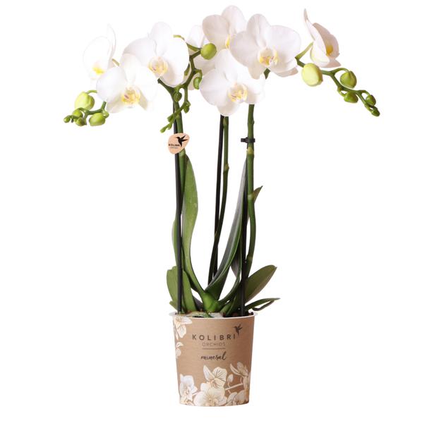 Kolibri Orchids | weiße Phalaenopsis-Orchidee – Amabilis – Topfgröße Ø9cm | blühende Zimmerpflanze – frisch vom Züchter