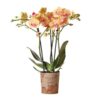 Kolibri Orchids | orange Phalaenopsis Orchidee Topfgröße Ø9cm | blühende Zimmerpflanze – frisch vom Züchter