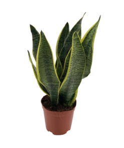 Sansevieria Superba – Ø12cm – ↕40cm