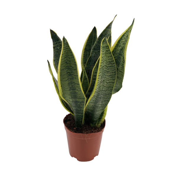 Sansevieria Superba – Ø12cm – ↕40cm