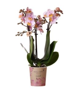 Kolibri Orchids | Rosa Phalaenopsis Orchidee – Andorra – Topfgröße Ø9cm | blühende Zimmerpflanze – frisch vom Züchter