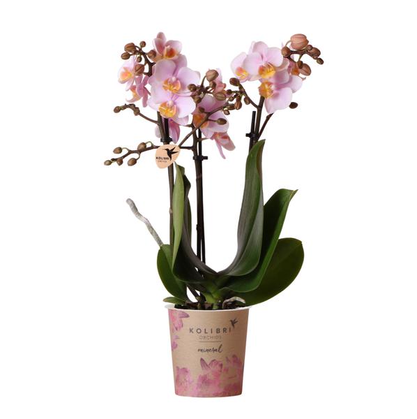 Kolibri Orchids | Rosa Phalaenopsis Orchidee – Andorra – Topfgröße Ø9cm | blühende Zimmerpflanze – frisch vom Züchter