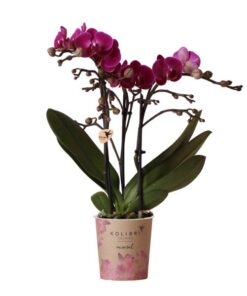 Kolibri Orchids | Lila Phalaenopsis Orchidee – Morelia – Topfgröße Ø9cm | blühende Zimmerpflanze – frisch vom Züchter