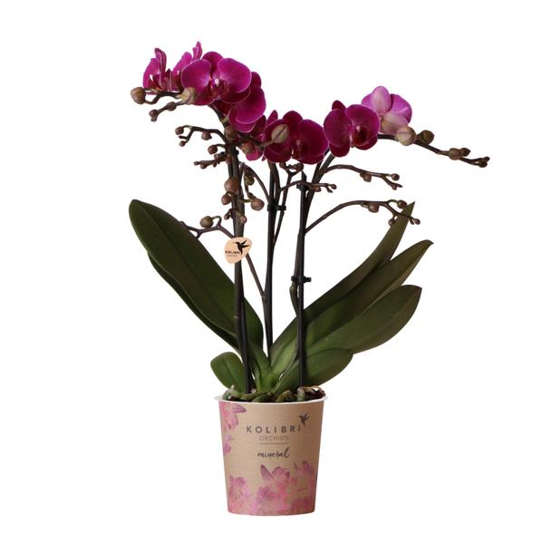 Kolibri Orchids | Lila Phalaenopsis Orchidee – Morelia – Topfgröße Ø9cm | blühende Zimmerpflanze – frisch vom Züchter