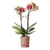 Kolibri Orchids | Gelbe rote Phalaenopsis-Orchidee – Spanien – Topfgröße Ø9cm | blühende Zimmerpflanze – frisch vom Züchter