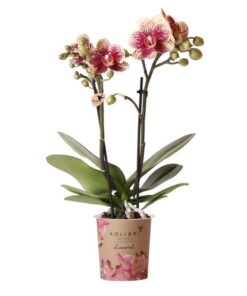 Kolibri Orchids | Gelbe rote Phalaenopsis-Orchidee – Spanien – Topfgröße Ø9cm | blühende Zimmerpflanze – frisch vom Züchter