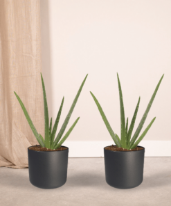 2x Aloe Vera – Sukkulente – 40cm – ø12