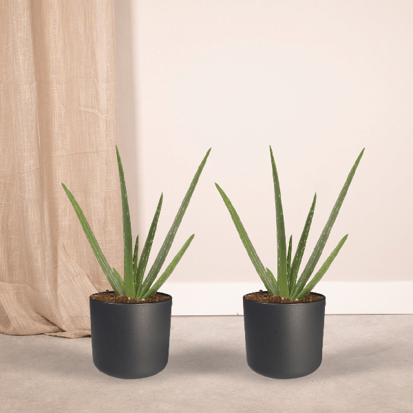 2x Aloe Vera – Sukkulente – 40cm – ø12